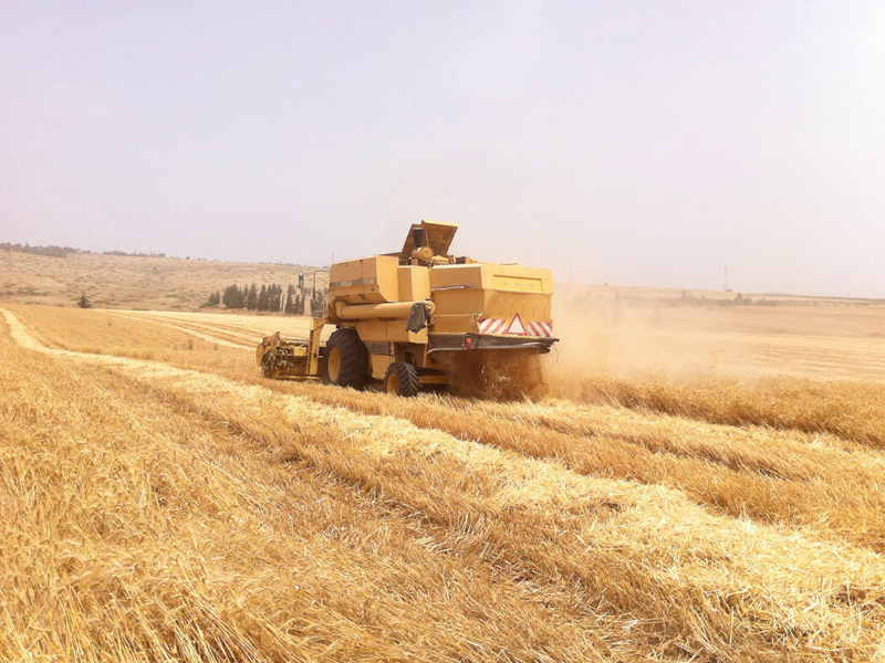 Yakhin Yavnial - Wheat harvest 2015