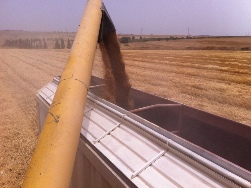 Yakhin Yavnial - Wheat harvest 2015