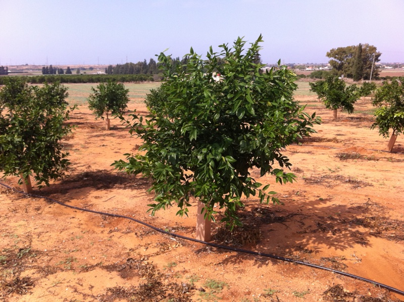 Orchard in Hadari ginat 